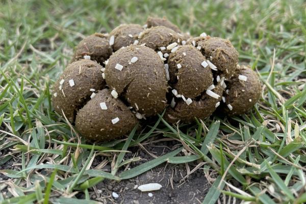 Tenia en perros: síntomas, contagio y tratamiento - Síntomas de tenia en perros