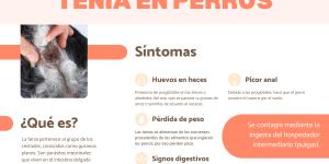 Tenia en perros: síntomas, contagio y tratamiento