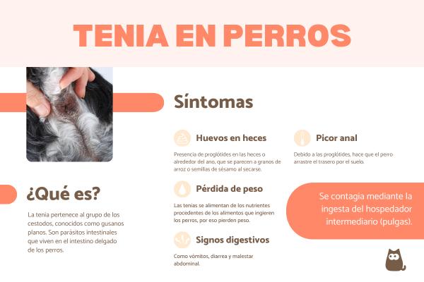 Tenia en perros: síntomas, contagio y tratamiento