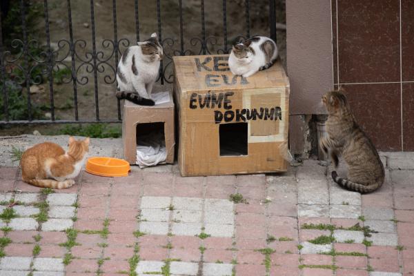 ¿Los gatos pueden dormir afuera en invierno? - ¿Un gato puede dormir afuera?