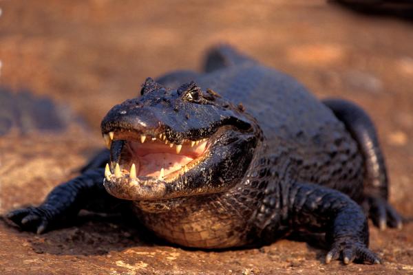 Tipos de caimanes - 1. Caimán overo (Caiman latirostris)