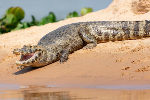 Tipos de caimanes - 2. Caimán de anteojos (Caiman crocodilus) 
