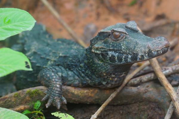 Tipos de caimanes - 6. Caimán enano de Schneider (Paleosuchus trigonatus)