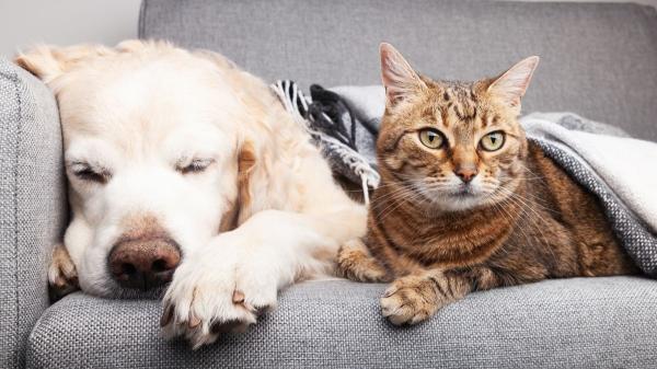 La psicología dice que las personas que cuidan varias mascotas sufren más estrés emocional que quienes solo tienen una
