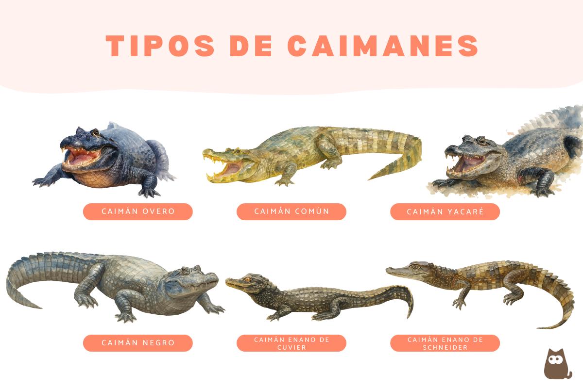 Tipos de caimanes