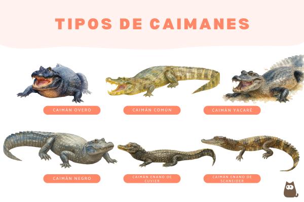 Tipos de caimanes