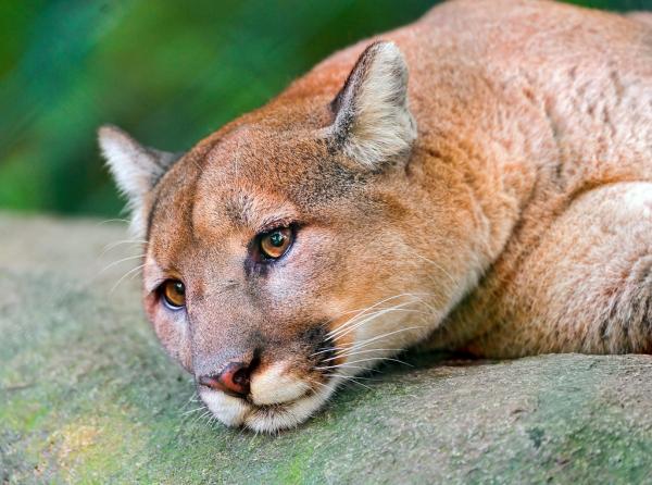 Tipos de puma Clasificacion caracteristicas y nombres