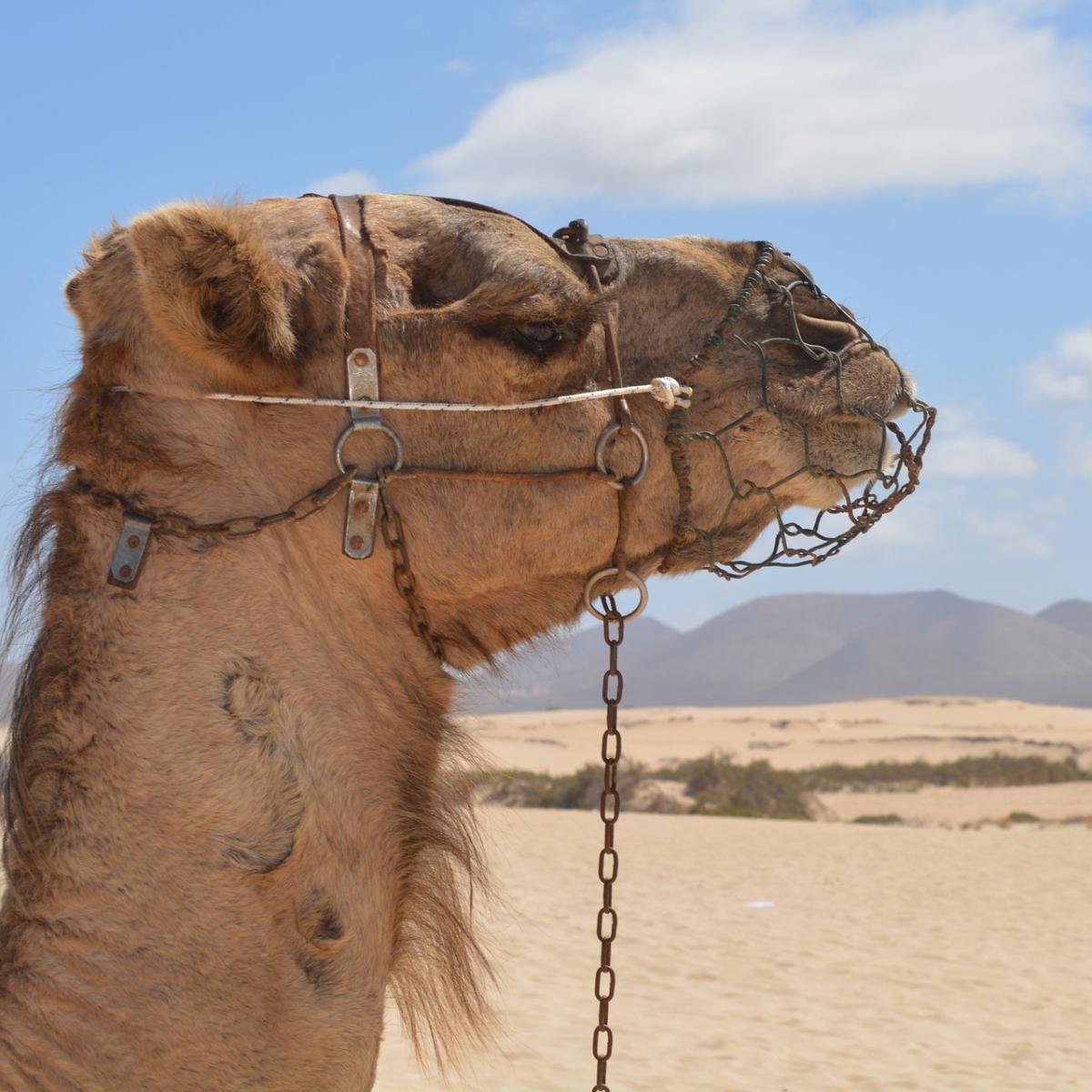 Cómo sobreviven los camellos en el desierto