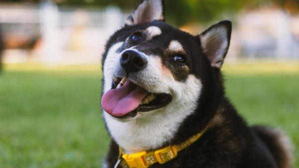 Durante años se creyó que los perros movían la cola porque estaban felices: ahora sabemos que no siempre significa lo mismo