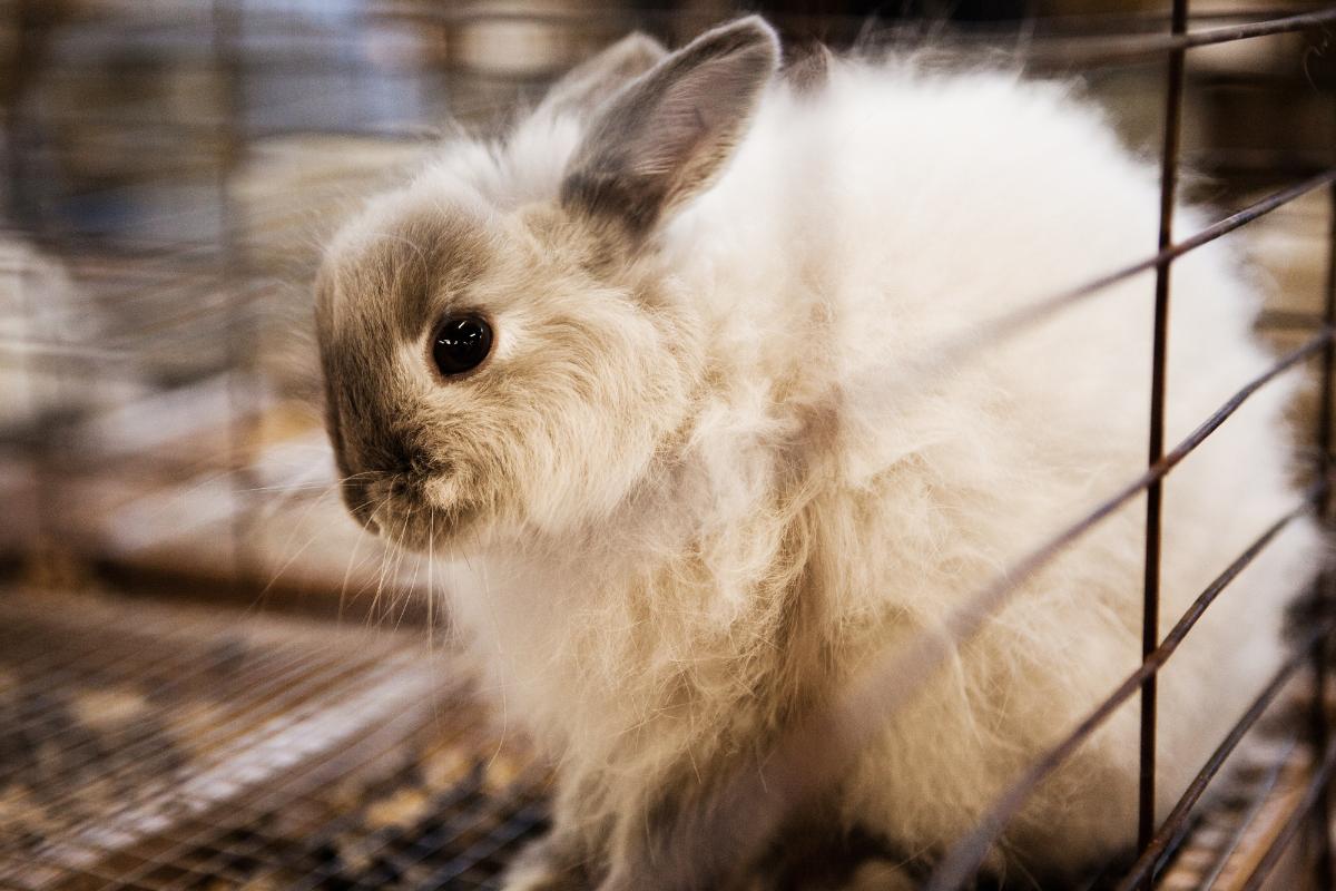 ¿Por qué mi conejo escarba en la jaula?