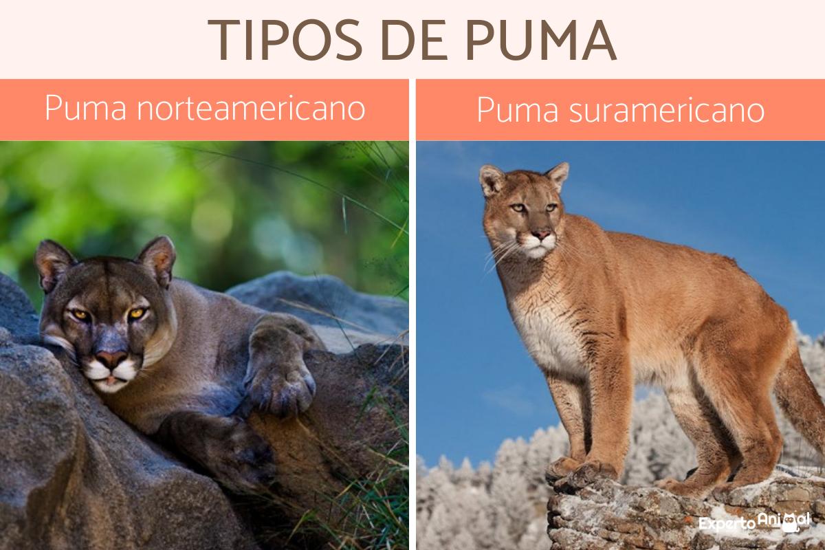Tipos de puma