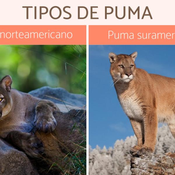 Tienda puma leon best sale