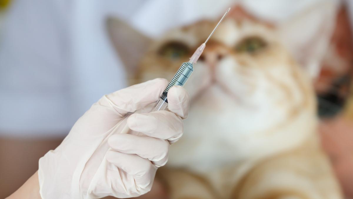 Vacuna trivalente para gatos: para qué sirve y efectos secundarios