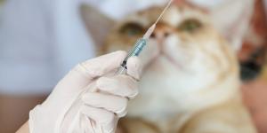 Vacuna trivalente para gatos: para qué sirve y efectos secundarios