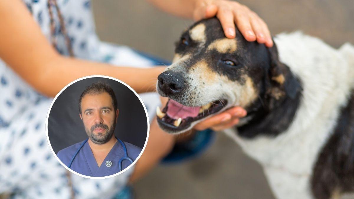 Andrés Santiago, veterinario: "Tu perro no sabe lo que eres, lo que le importa es cómo te comportas"
