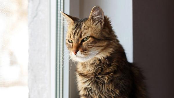 Carlos Gutiérrez, veterinario: “Los gatos están programados para defender su territorio, pero no todos son igual de territoriales”