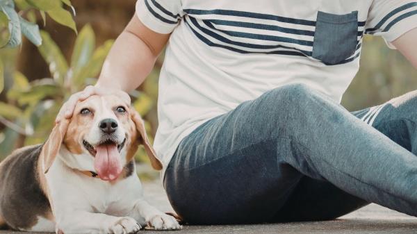 Andrés Santiago, veterinario: "Tu perro no sabe lo que eres, lo que le importa es cómo te comportas" - Los perros no piensan en especies como nosotros: ''Tu perro no sabe que es un perro''