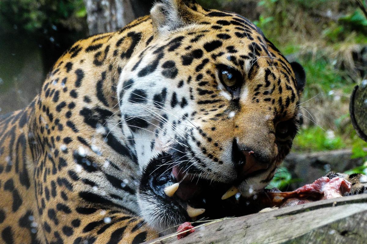 ¿Qué come el jaguar?