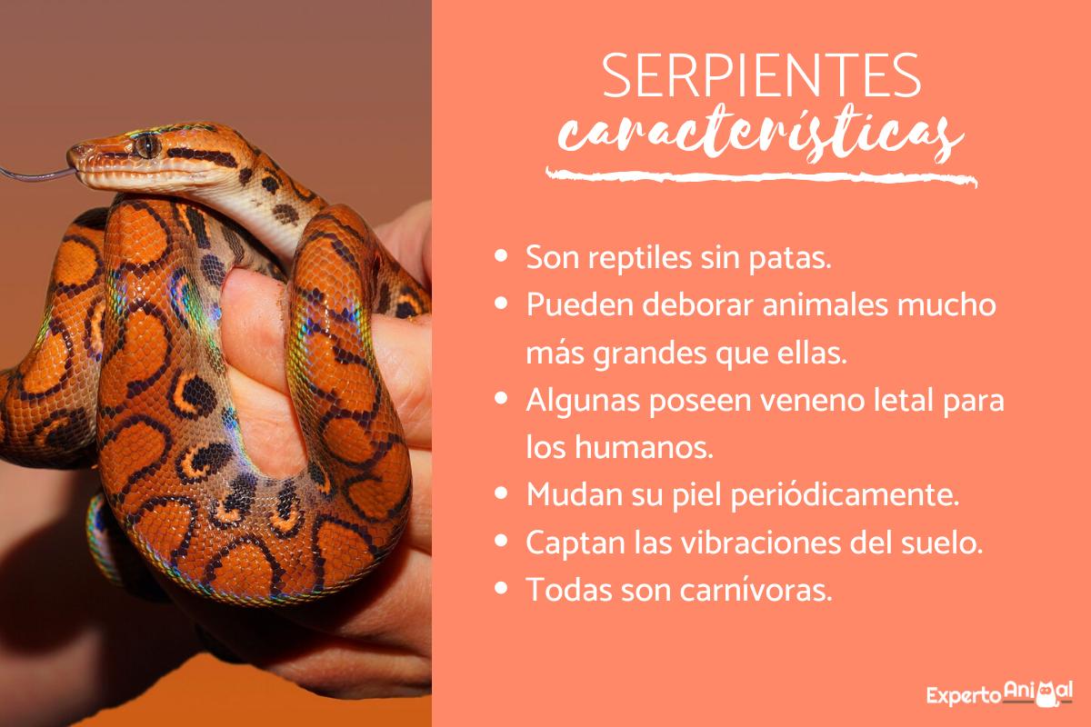 Características de las serpientes