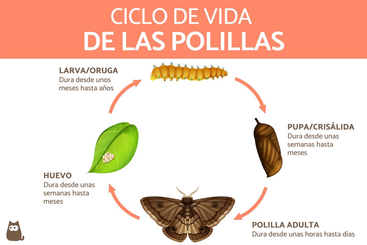 ¿Cuánto vive una polilla?