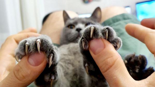No es un corte de uñas: California prohíbe por ley amputar las garras a los gatos por estética - Dolor crónico y problemas de comportamiento: la ciencia revela las secuelas irreversibles de amputar las garras