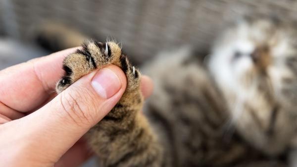 No es un corte de uñas: California prohíbe por ley amputar las garras a los gatos por estética - La verdad sobre el 'declawing': equivale a cortarse los dedos