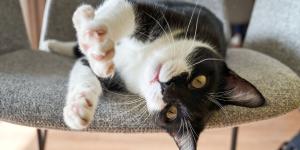 No es un corte de uñas: California prohíbe por ley amputar las garras a los gatos por estética