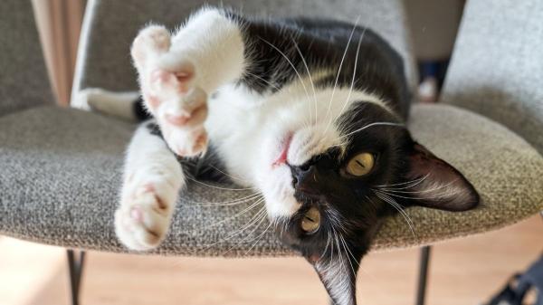 No es un corte de uñas: California prohíbe por ley amputar las garras a los gatos por estética