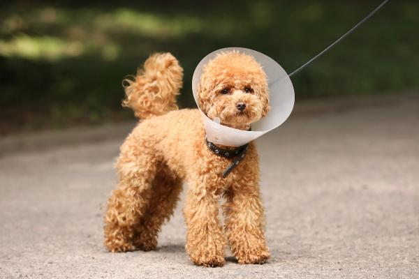 ¿Cuándo se notan los efectos de castrar a un perro? - ¿Cómo ayudar a un perro después de castrarlo?