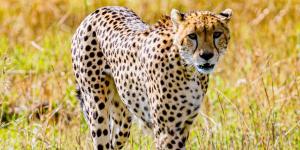 Del guepardo a la nutria gigante: la ONU declara 40 nuevas especies protegidas