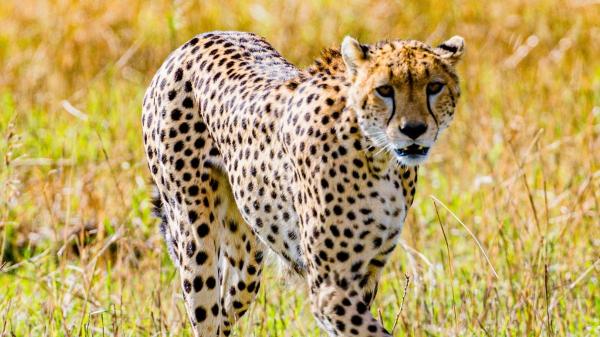 Del guepardo a la nutria gigante: la ONU declara 40 nuevas especies protegidas