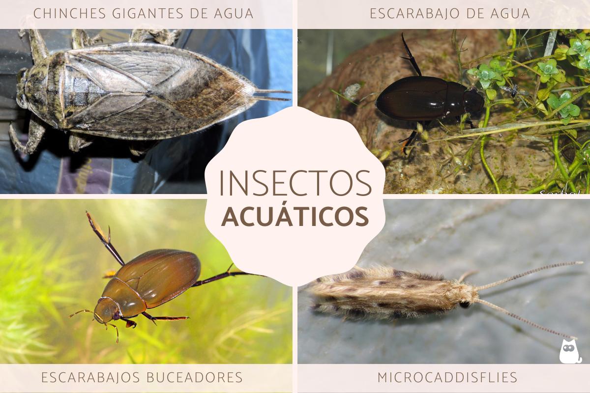 Insectos acuáticos - Tipos, características y ejemplos