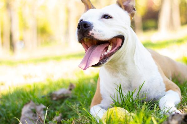 Perros potencialmente peligrosos en España - 