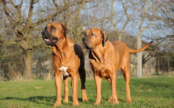 Perros potencialmente peligrosos en España - 