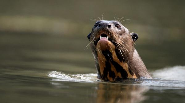 Del guepardo a la nutria gigante: la ONU declara 40 nuevas especies protegidas - Por qué la desaparición de estas especies podría cambiar los ecosistemas para siempre
