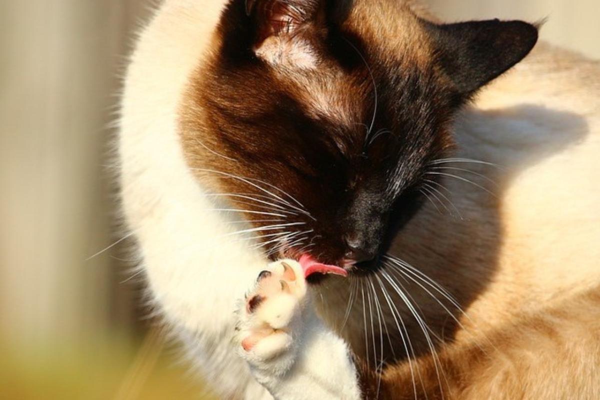 ¿Por qué mi gato se arranca el pelo?