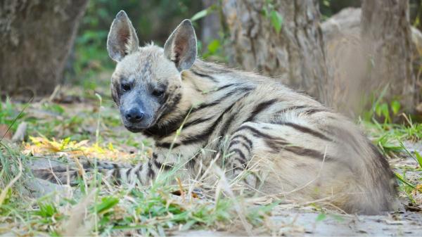 Del guepardo a la nutria gigante: la ONU declara 40 nuevas especies protegidas - Un paso clave contra la extinción: la ONU protege 40 nuevas especies de animales