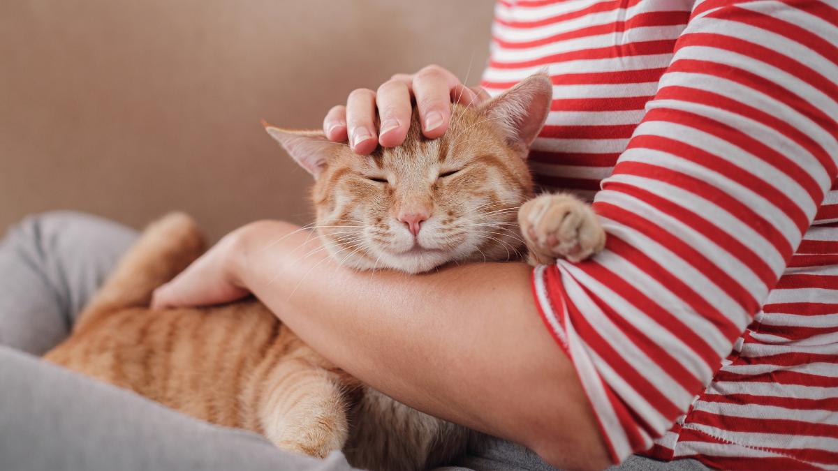 La ciencia revela algo sorprendente: tu gato podría verte como a su madre si hace esto contigo