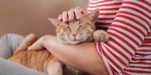 La ciencia revela algo sorprendente: tu gato podría verte como a su madre si hace esto contigo