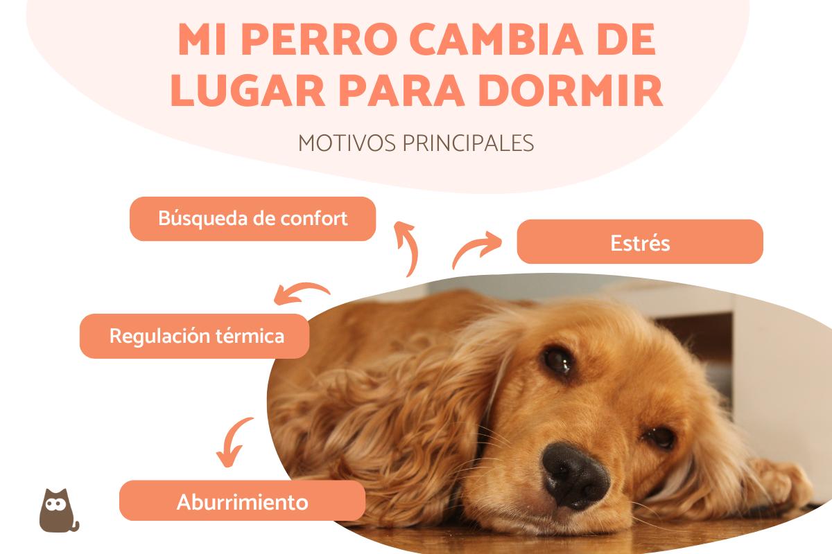 ¿Por qué mi perro cambia de lugar para dormir?