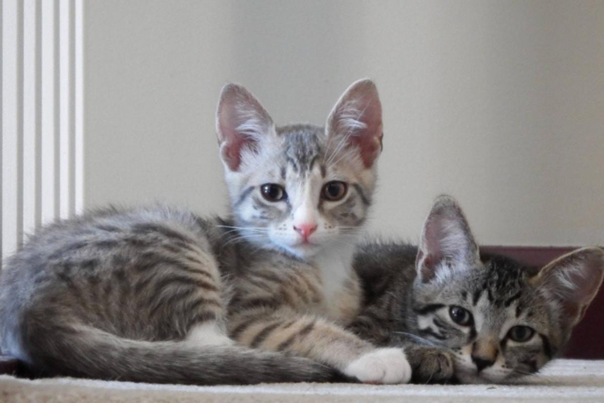 ¿Cuándo un gato es adulto y a qué edad deja de crecer?