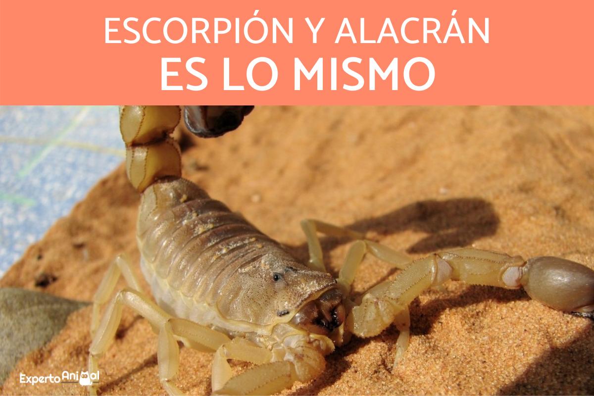 Diferencias entre un escorpión y un alacrán