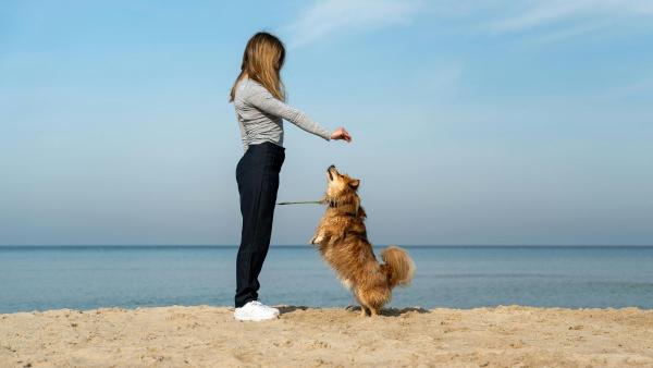 España ya tiene más de 100 playas para perros: estas son las más recomendadas para ir este verano - Dónde ir a la playa con perro en Cataluña: las zonas más conocidas de Girona y Barcelona