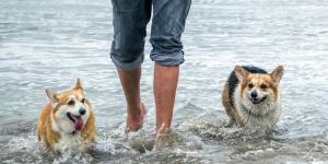 España ya tiene más de 100 playas para perros: estas son las más recomendadas para ir este verano