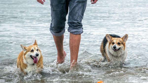 España ya tiene más de 100 playas para perros: estas son las más recomendadas para ir este verano