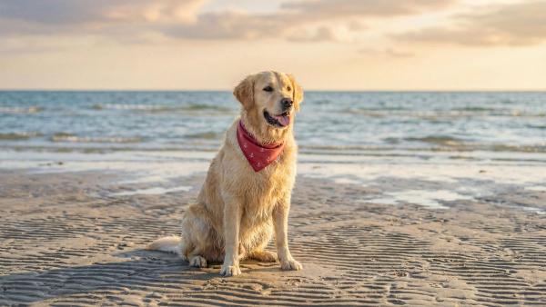 España ya tiene más de 100 playas para perros: estas son las más recomendadas para ir este verano - La Comunidad Valenciana lidera el mapa de playas para perros en España: estas son las más populares