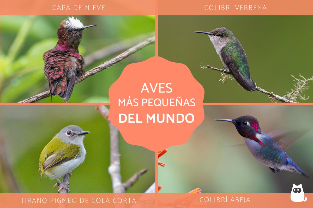 Las aves más pequeñas del mundo