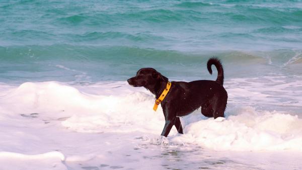 España ya tiene más de 100 playas para perros: estas son las más recomendadas para ir este verano - Mallorca, Ibiza, Tenerife o Gran Canaria: dónde ir a la playa con perro este verano