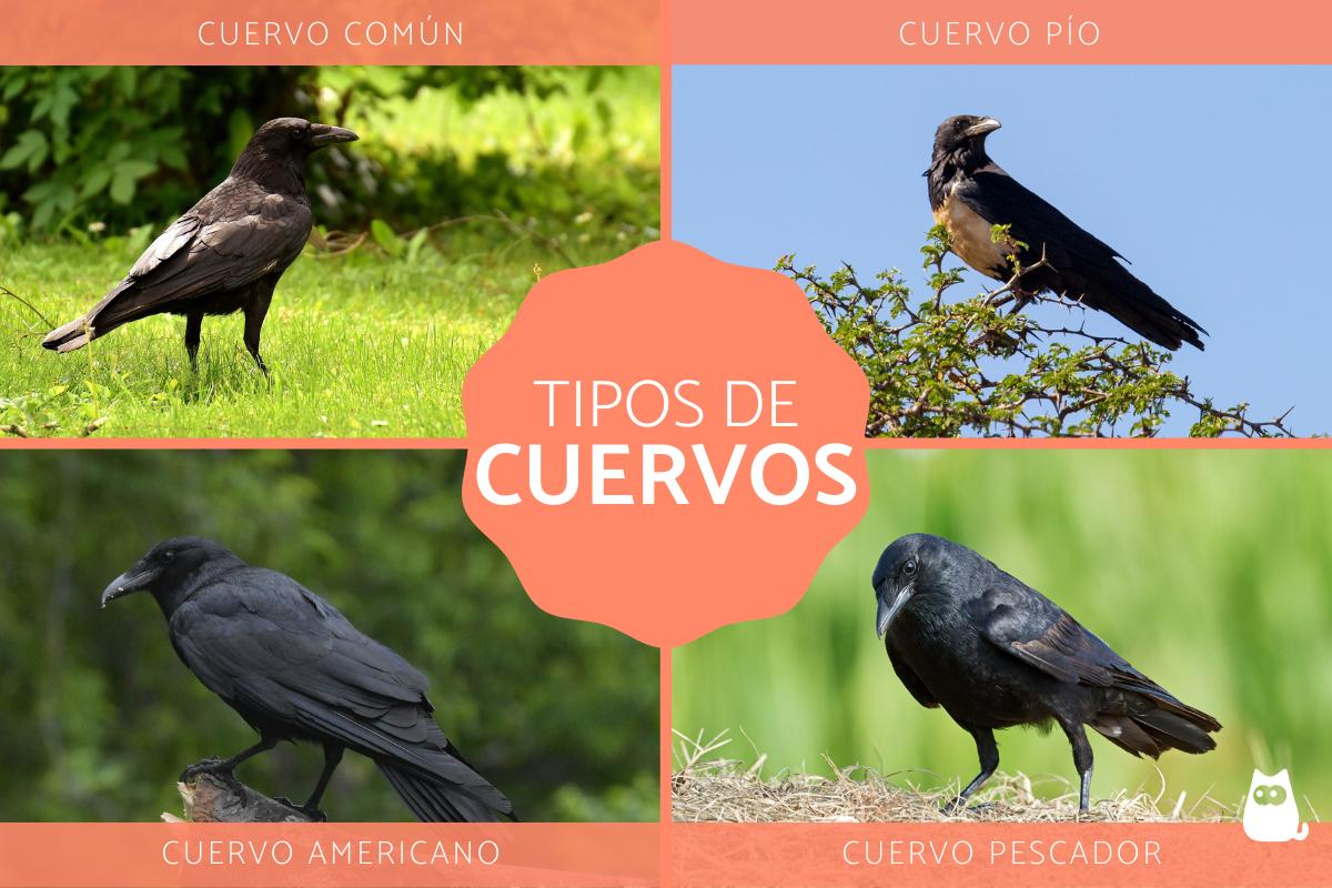Tipos de cuervos