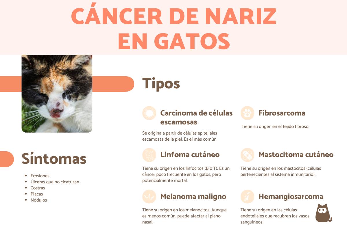 Cáncer de nariz en gatos: síntomas y tratamiento